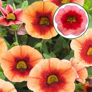 Bild von Calibrachoa P12 Smoothy